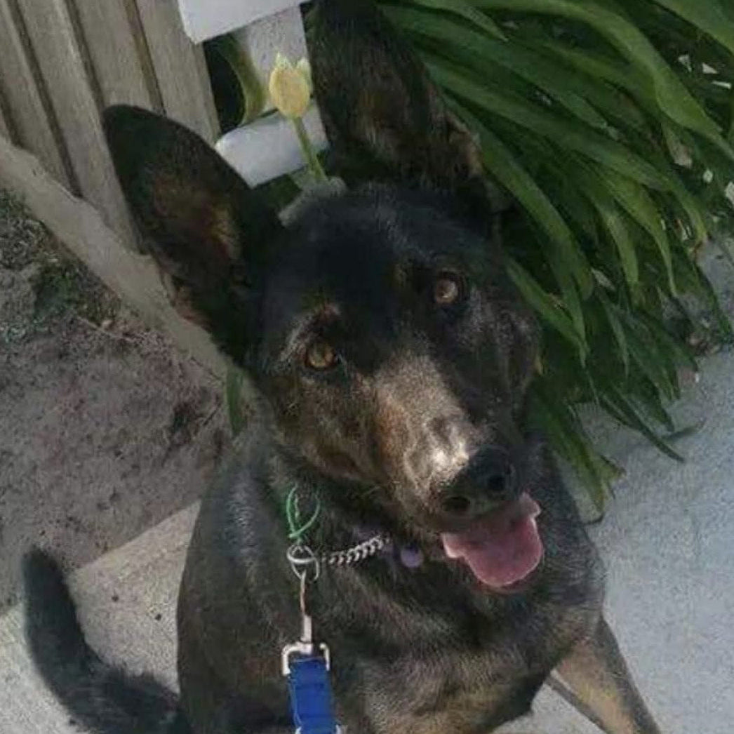 Dog on lead outdoors