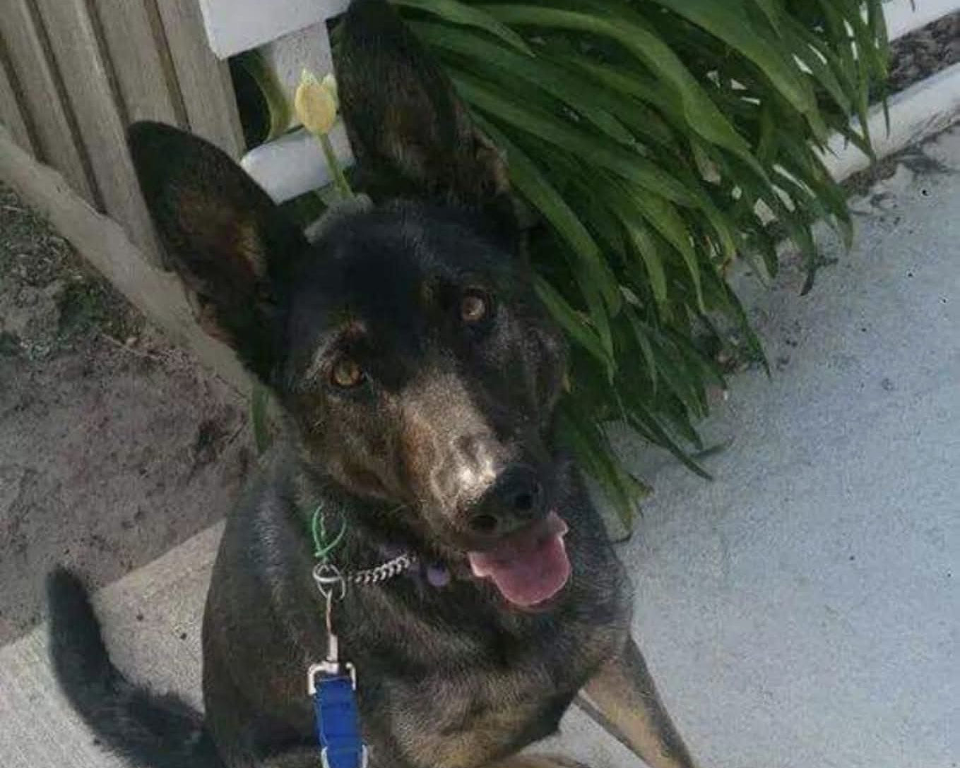 Dog on lead outdoors