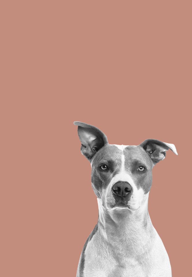 Dog with a brown background